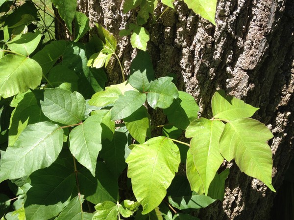 Poison Ivy Leaf Identification by Turf King Lawn Care